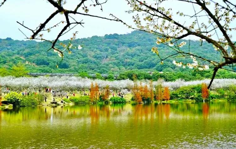 春节假期出游好去处，广州9个景点免费玩，都是拍照圣地