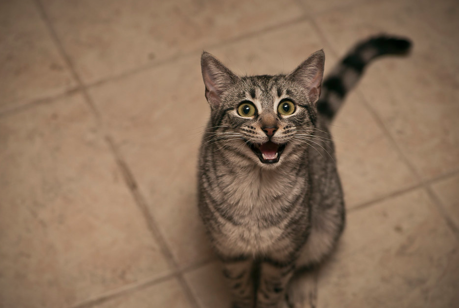 猫咪“想念”主人的6种表现，知道后忍不住哭了