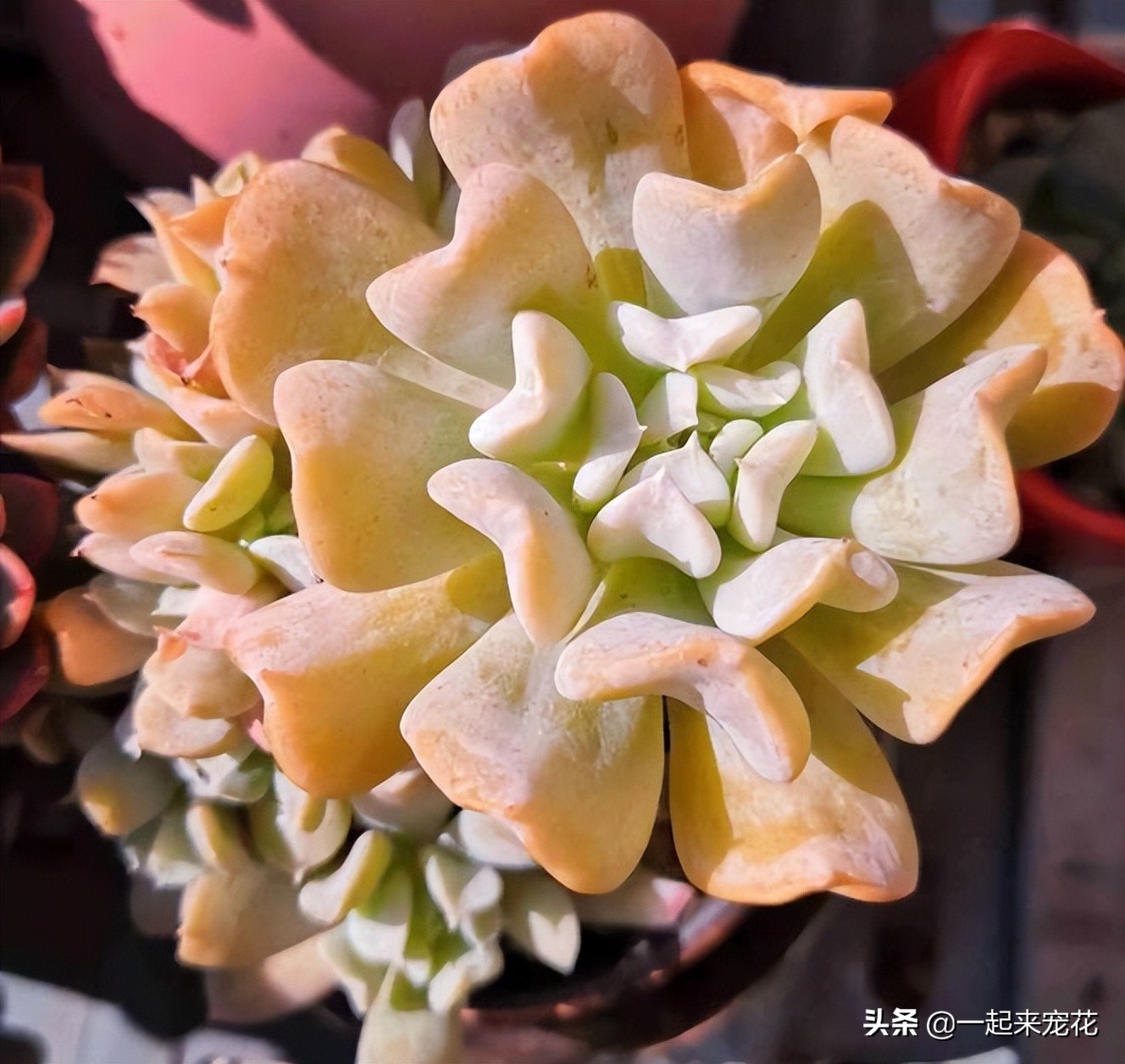 特玉莲图片大全（6种经典的多肉植物介绍）