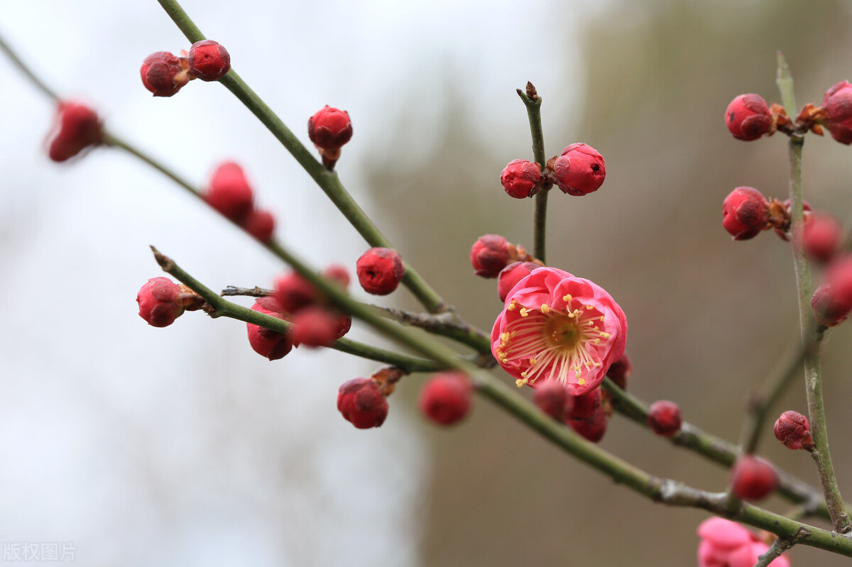 9首冬梅诗词：踏雪寻梅，静待春归