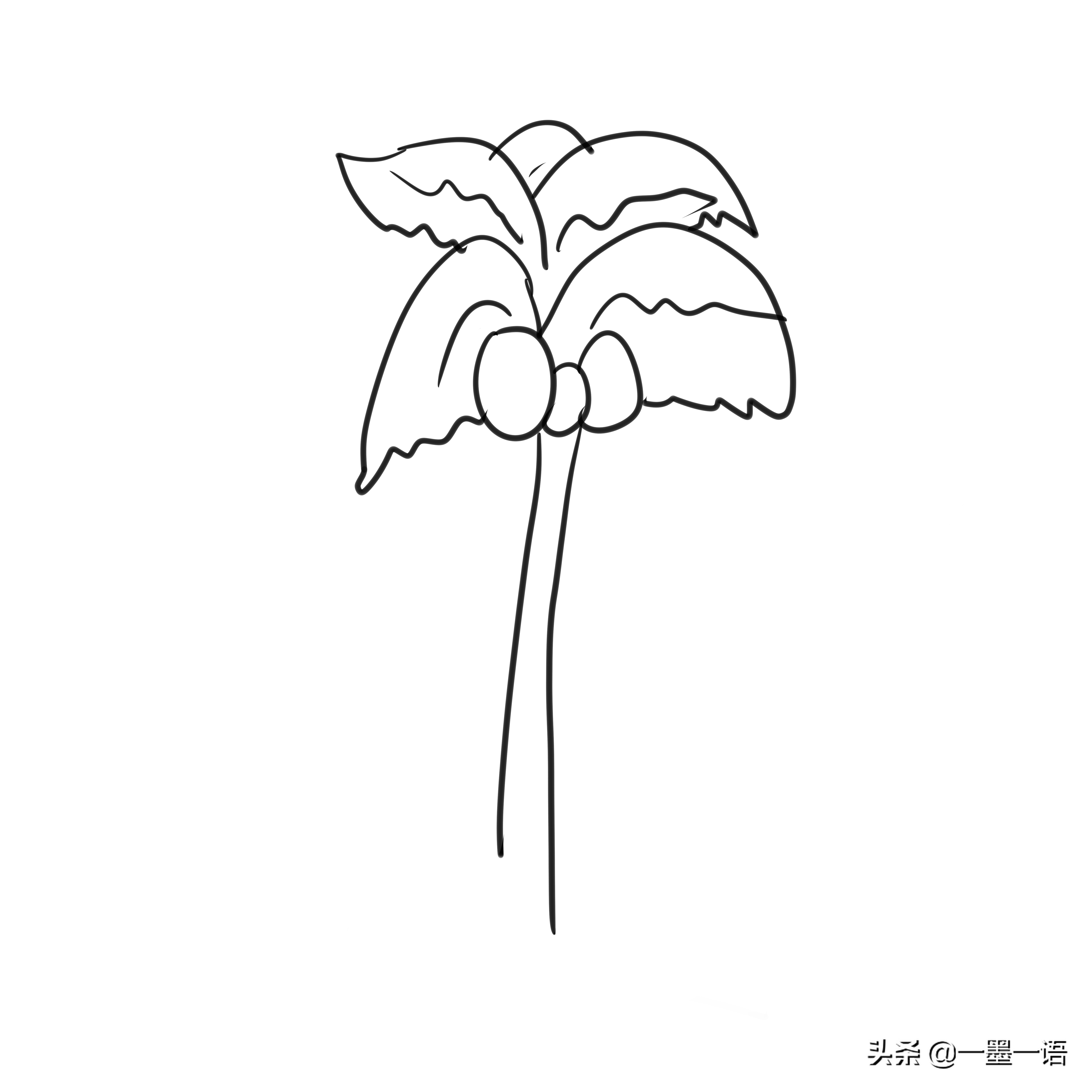 水墨丹青-线描简笔-椰子树