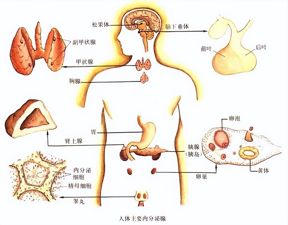 头晕是什么引起的，代表身体哪个部位出现问题了？看看医生怎么说