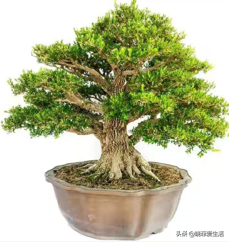 七种“黄金树”，子孙世代富，护宅守家，越养越“旺家”