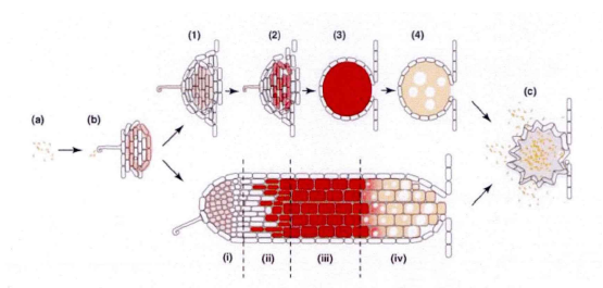 根瘤菌与豆科植物的关系（根瘤的发育及两种类型）