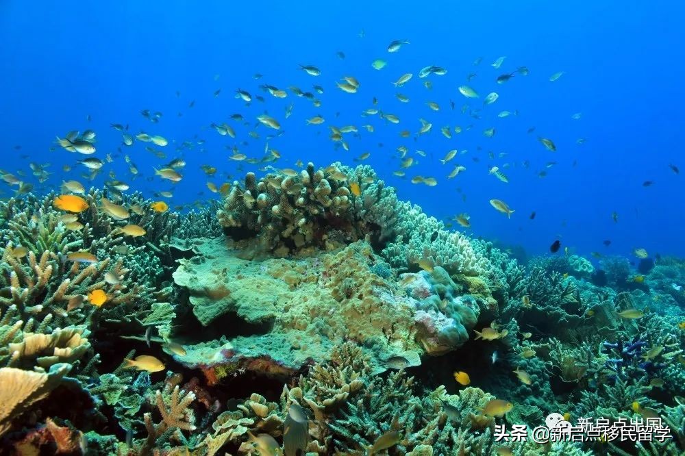 爱尔兰移民生活之娱乐篇（二）