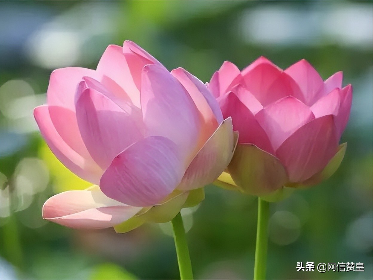 十首古诗致青春：愿我们出走半生，归来仍是少年