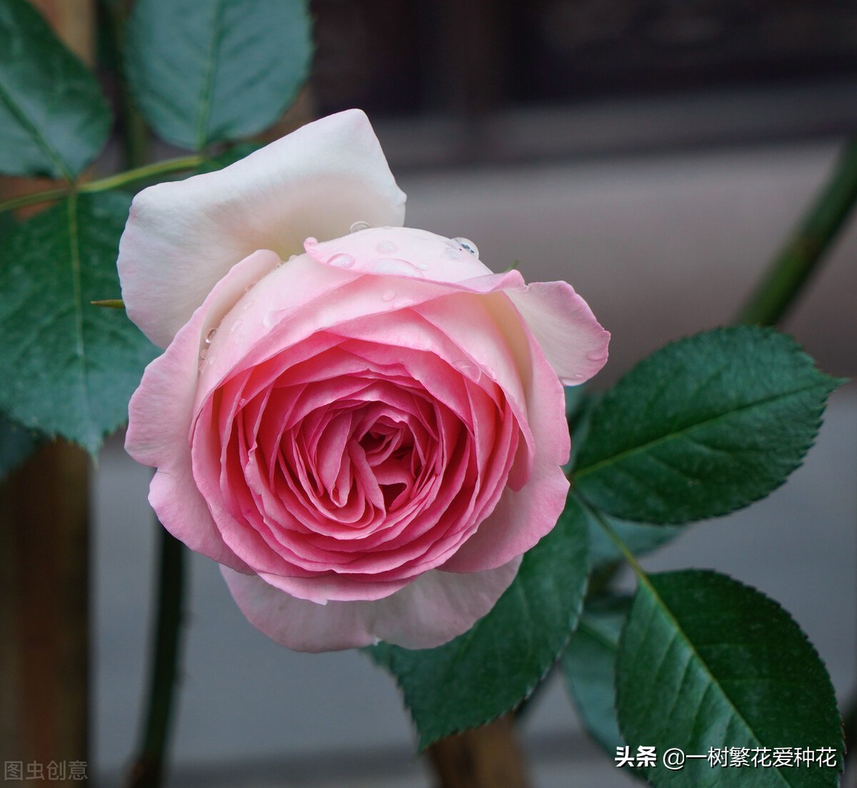 21种我最喜欢的月季，藤本微月灌木一网大全，说说养过的真实感受