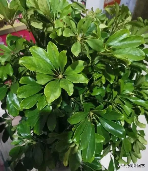 这8种花“招财”，养在家里，寓意“吸财进宝”，你家养的吗？