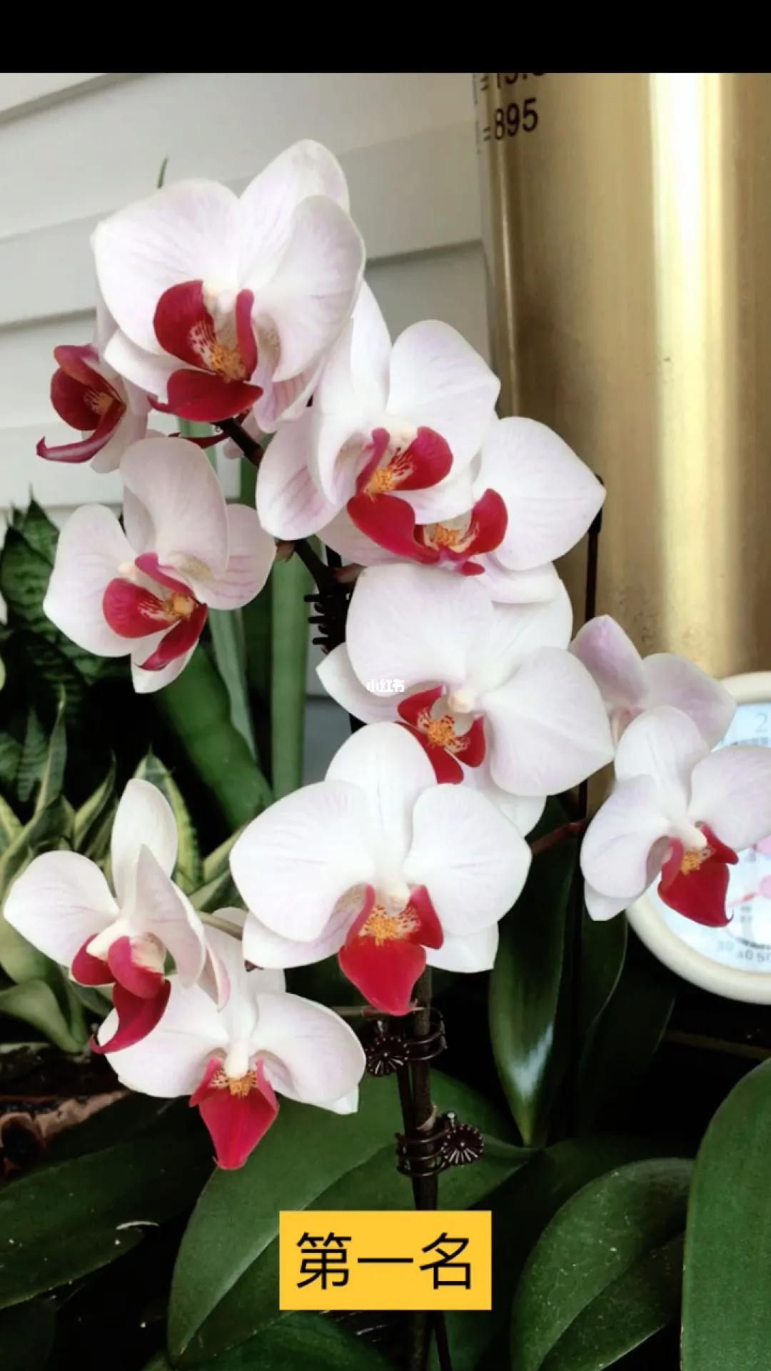 50种美丽娇俏的蝴蝶兰欣赏