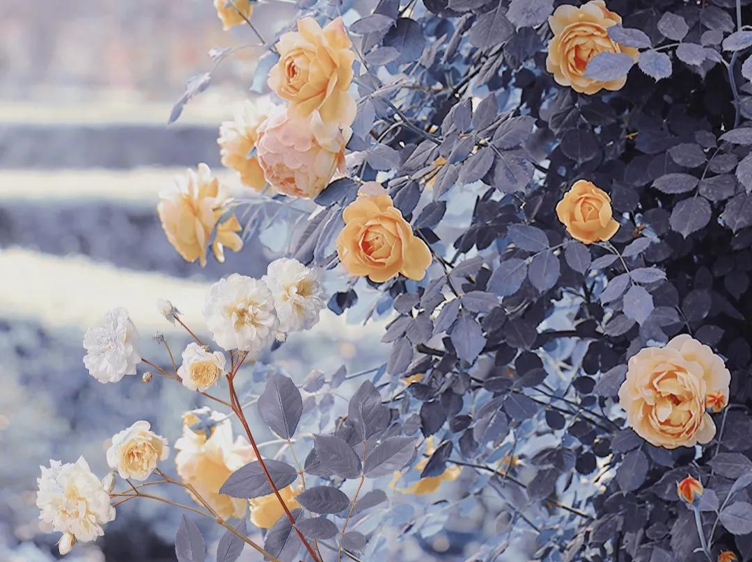 异地恋思念文案