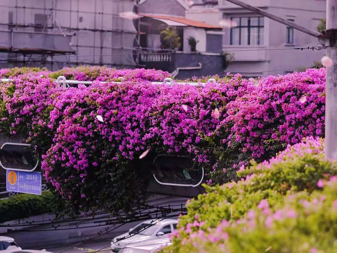 这座城市现在到处是肆意绽放的三角梅，花开荼蘼，美极了