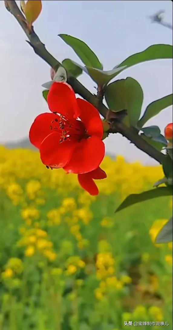 百花盛开，姹紫嫣红，赏心悦目，令人陶醉