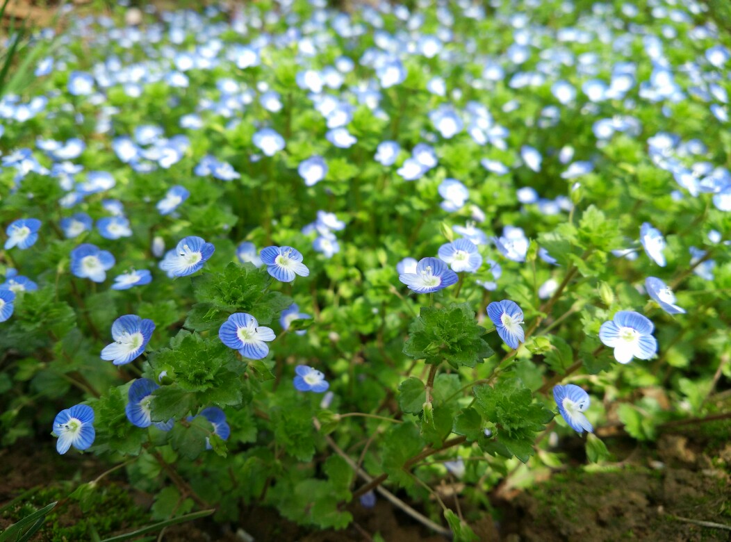 植物花卉品种大全图片（科普100个花卉图鉴）