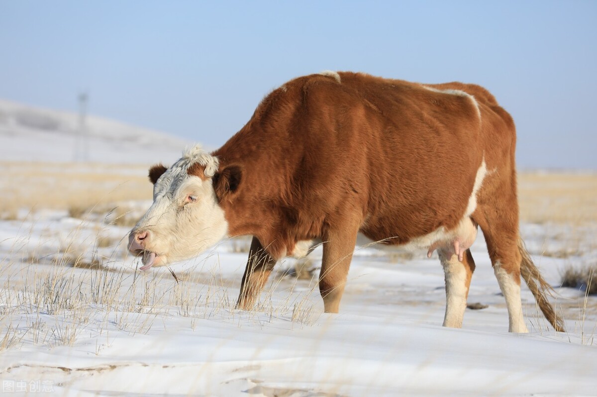 牛价丨2月17日 西门塔尔牛报价来了！内蒙吉林山东等地价格如何？