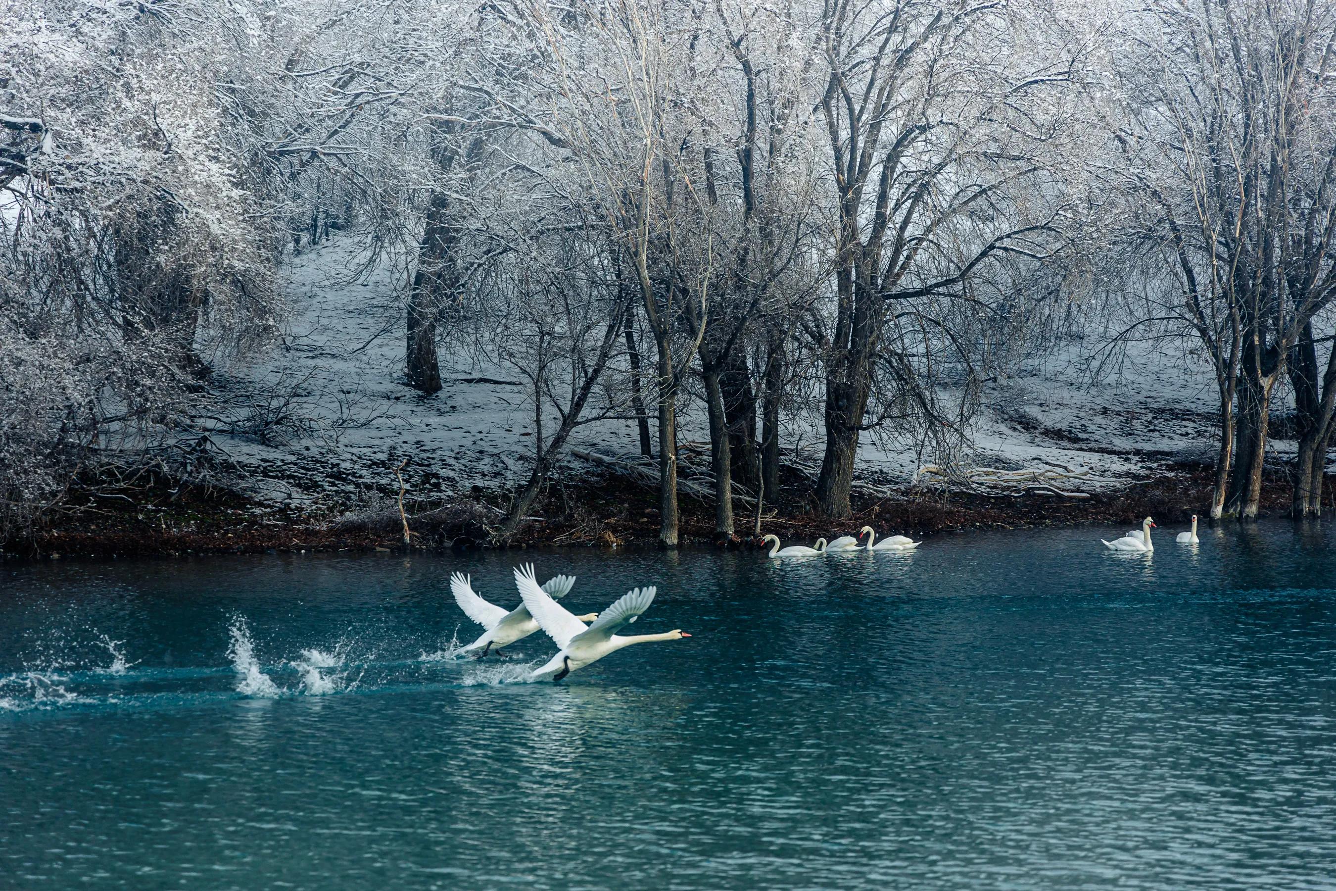 天鹅湖的故事(天鹅湖的故事完整版)-我的快乐小窝
