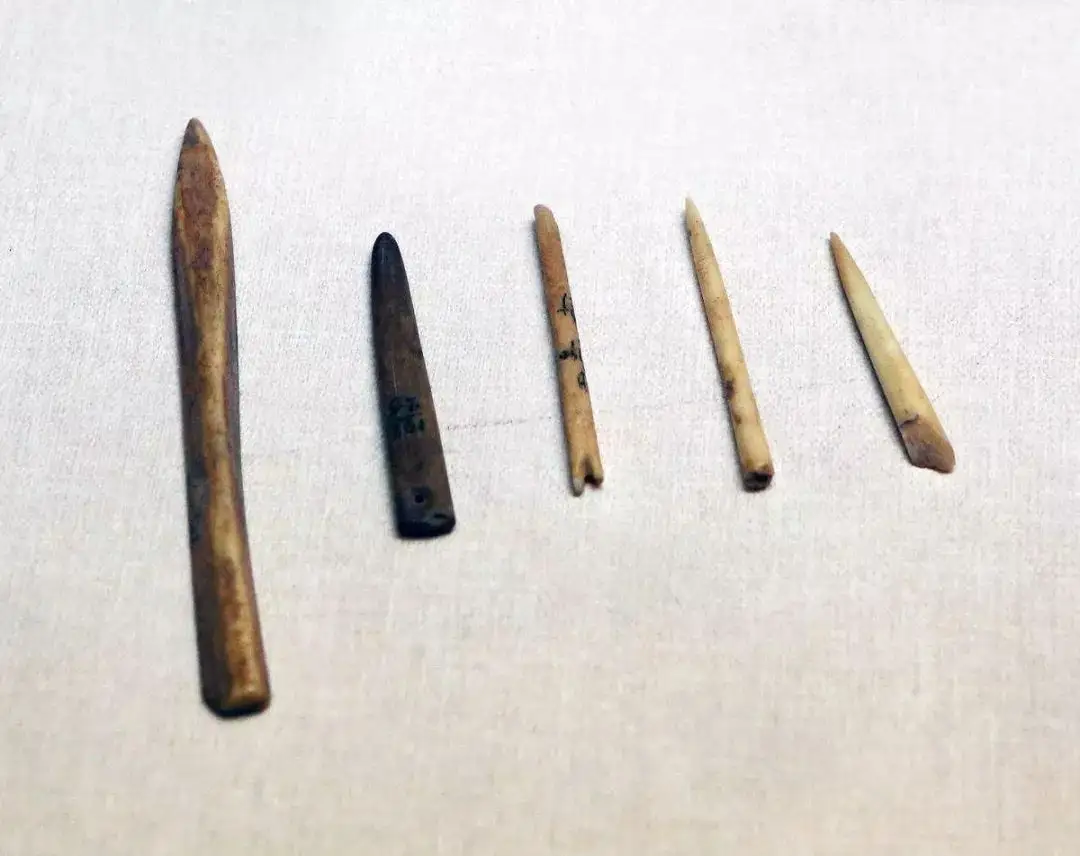 同人类共演化，揭开人类褪毛、穿衣之谜的虱子，为何很少看到了？