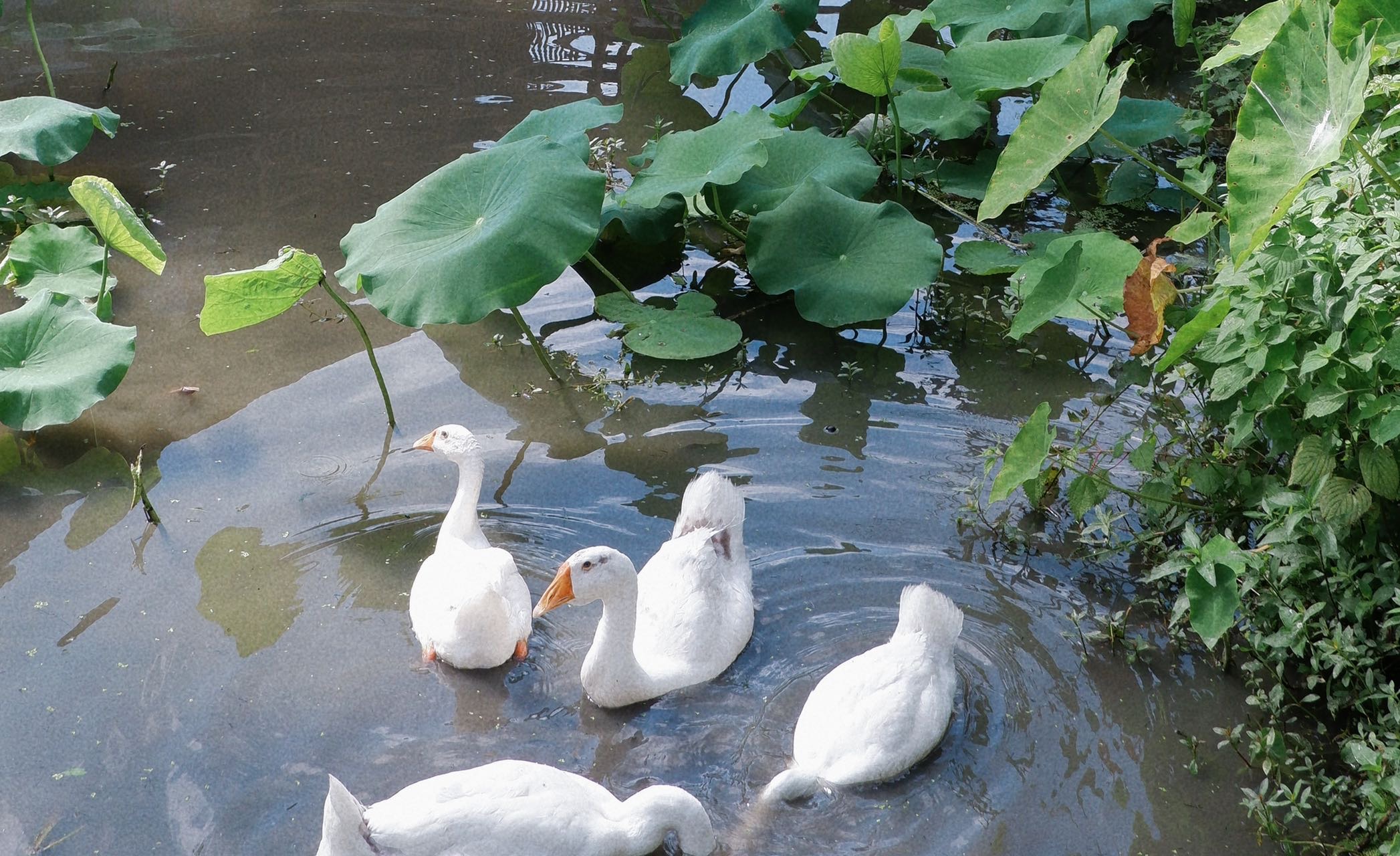 湖南千年村落，《爸爸去哪儿》的拍摄地，明星走后村落又恢复平静