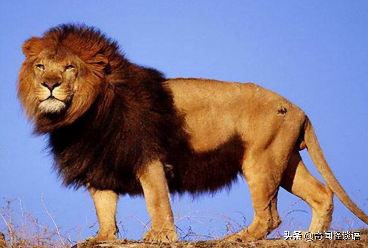 而且还有袭击船只和攻击人类的记录,是世界上十大最恐怖的鲨鱼之一