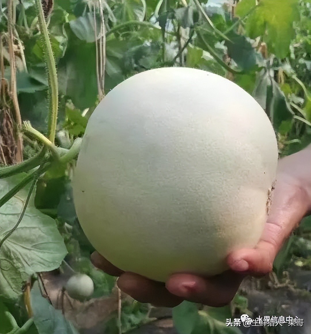 哈密瓜、蜜瓜、网纹瓜、香瓜、羊角蜜傻傻分不清？看完就明白了
