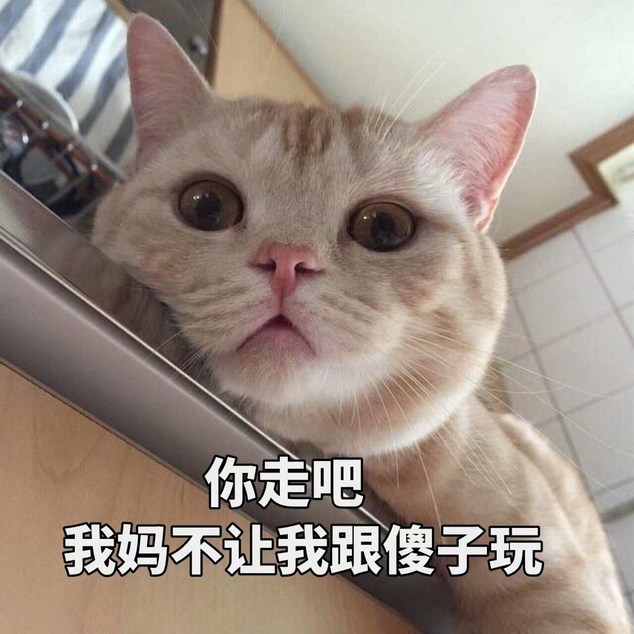十大公认最适合家庭饲养的猫咪品种推荐