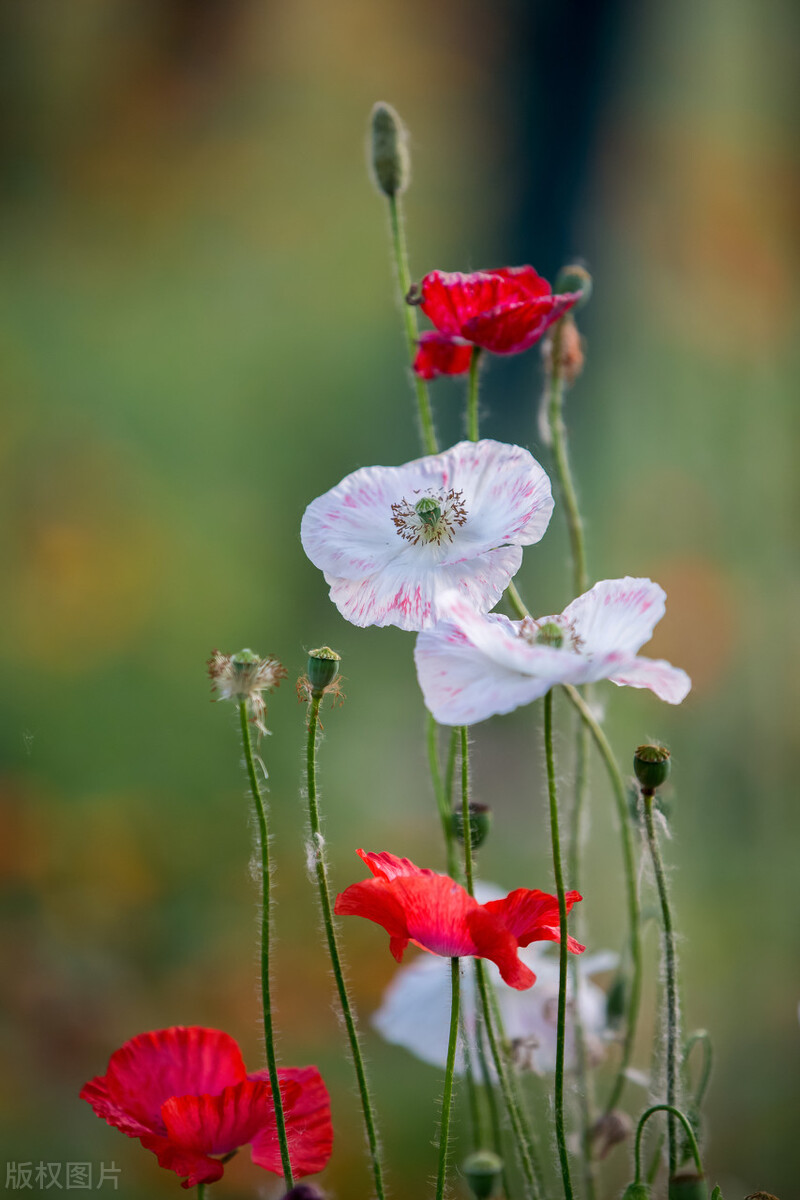 66张超清唯美的花图片.惊艳漂亮花朵大图壁纸素材,自然花海风光