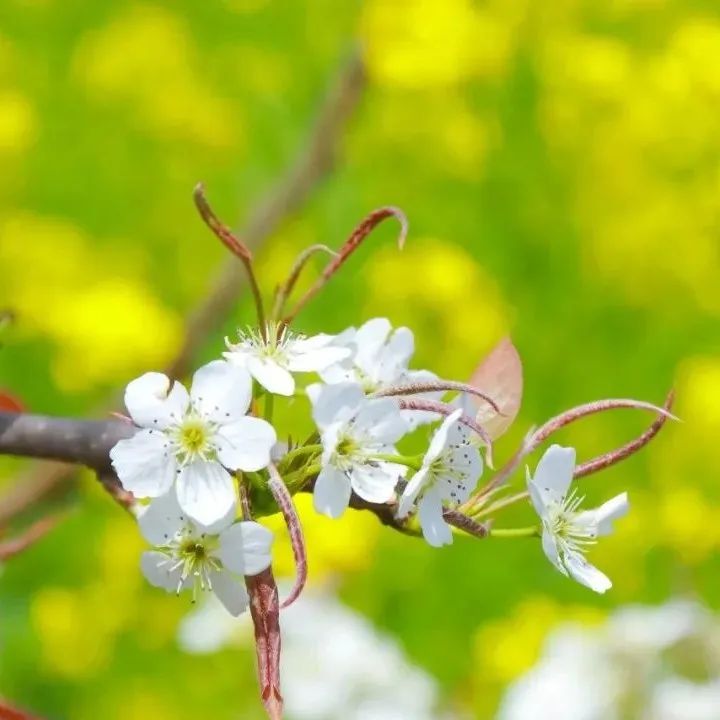 百花深处是庐江，邀您云赏春日梨花