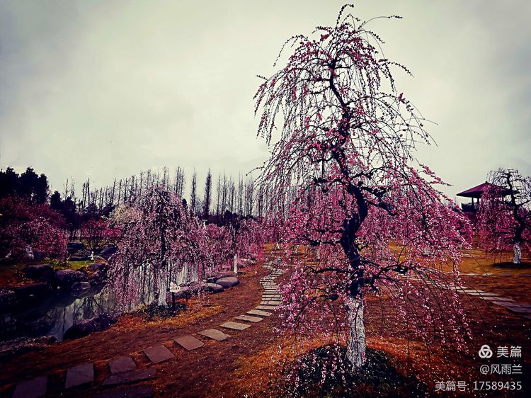 烟雨蒙蒙问花村 作者：武术兰