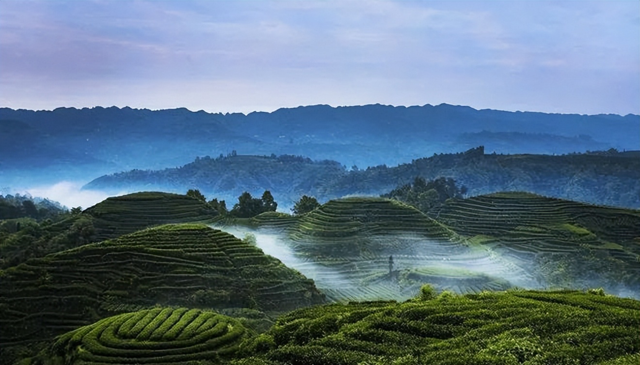 梯田茶乡 雅安市骑龙场万亩观光茶园