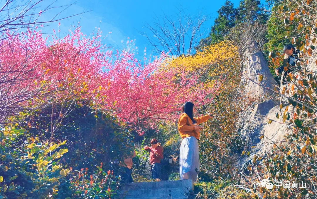2022,一起领略黄山迤逦风光!