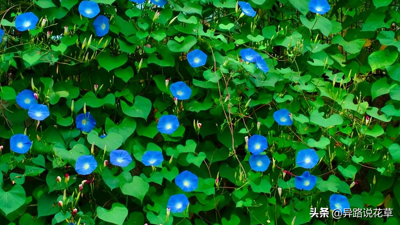 牵牛花花语象征着永固的爱情,拥有爱情后应当珍惜_达一风水网