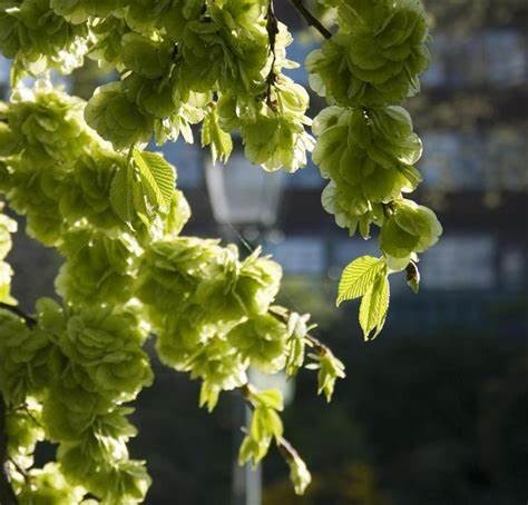 美丽胡枝子（一年四季不同地区全年开花的蜜源植物）