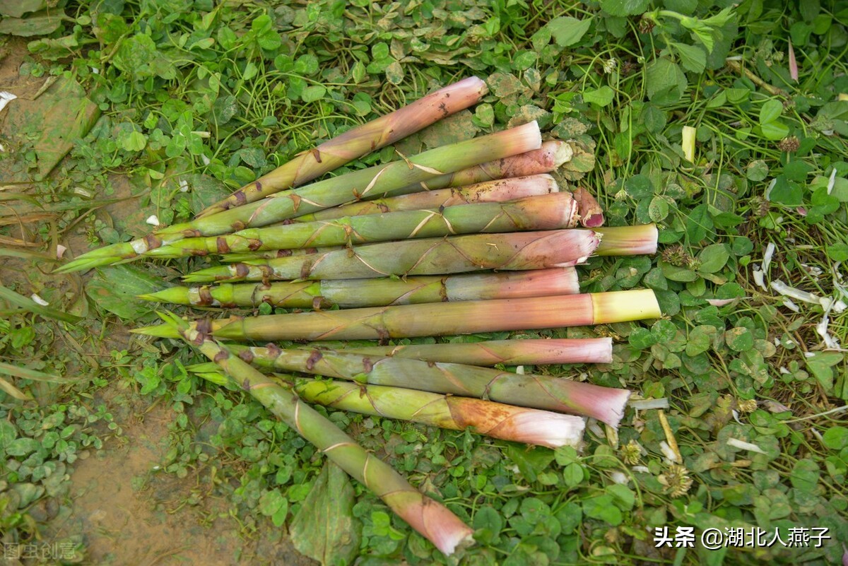 50种野菜大图片，教你认识不同的野菜和吃法，你想要的野菜这里有