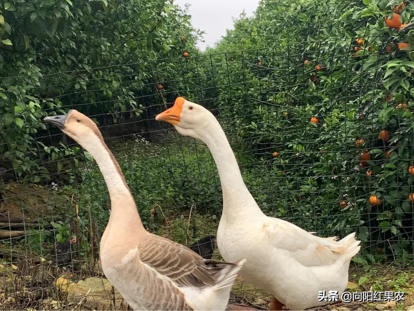 老果农：立春果园随笔～最是一年春光好