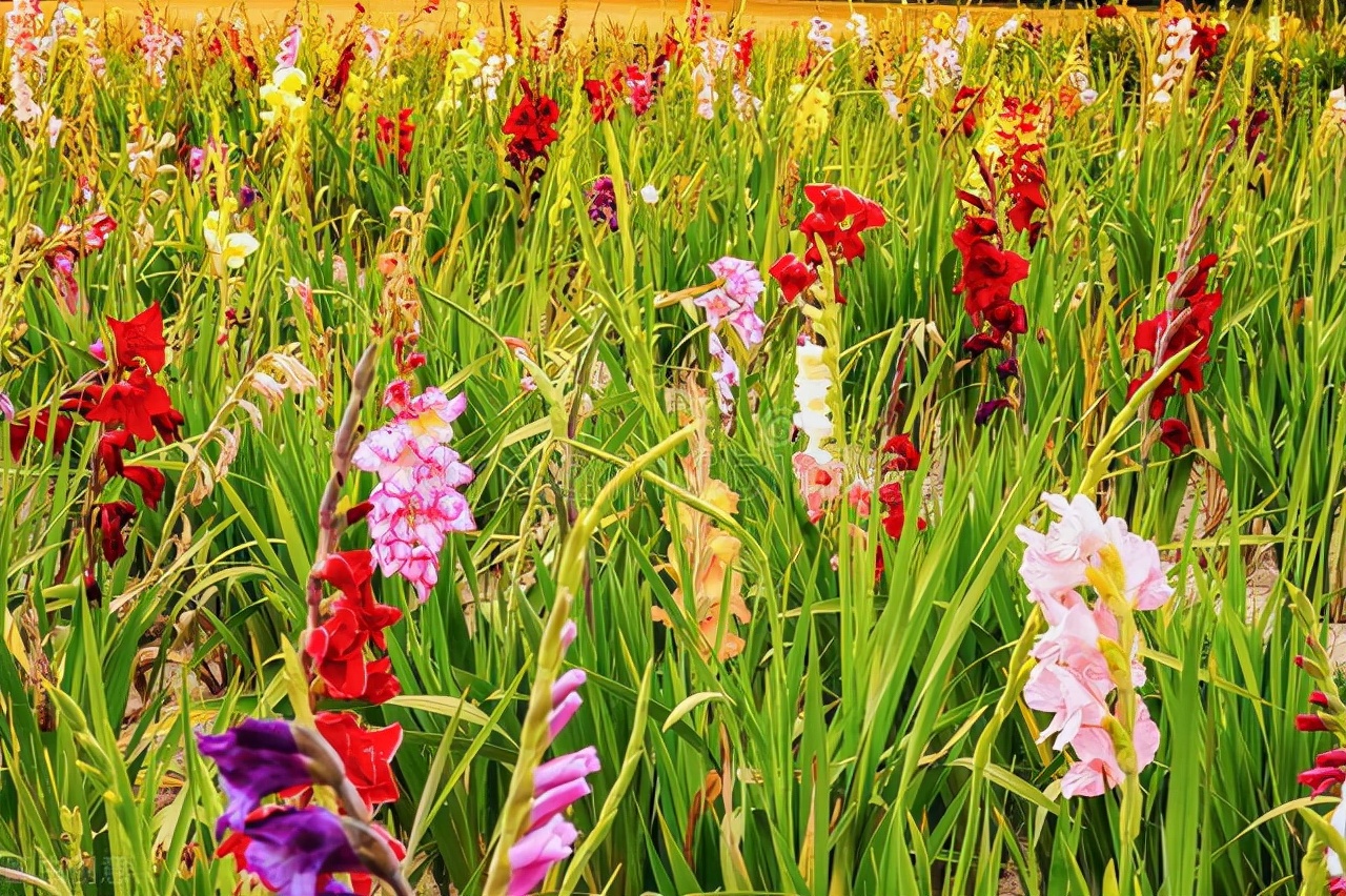 一生真爱，只给你一人，一世相思，只为你一人