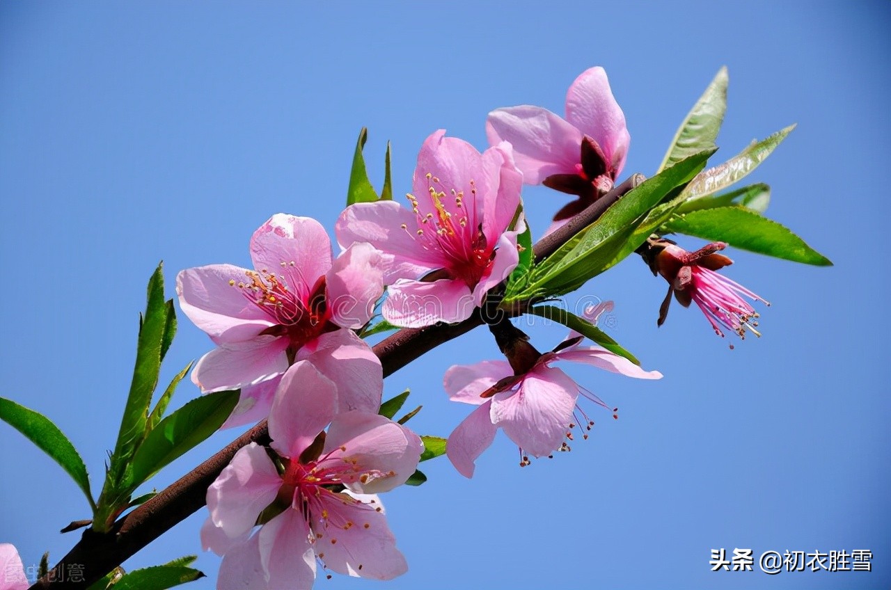 仲春花信之桃花美诗七首：路上桃花亦欢喜，恰是东风二月时