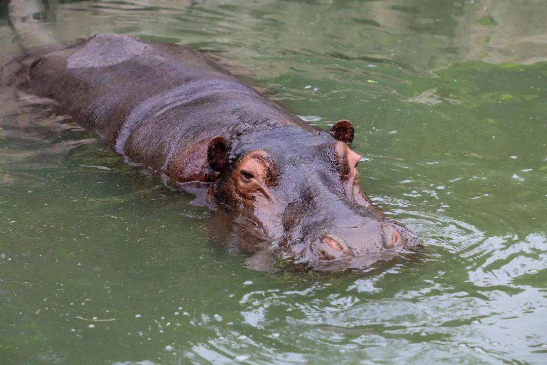 吃荤的鳄鱼居然会害怕它?原来河马段位这么高