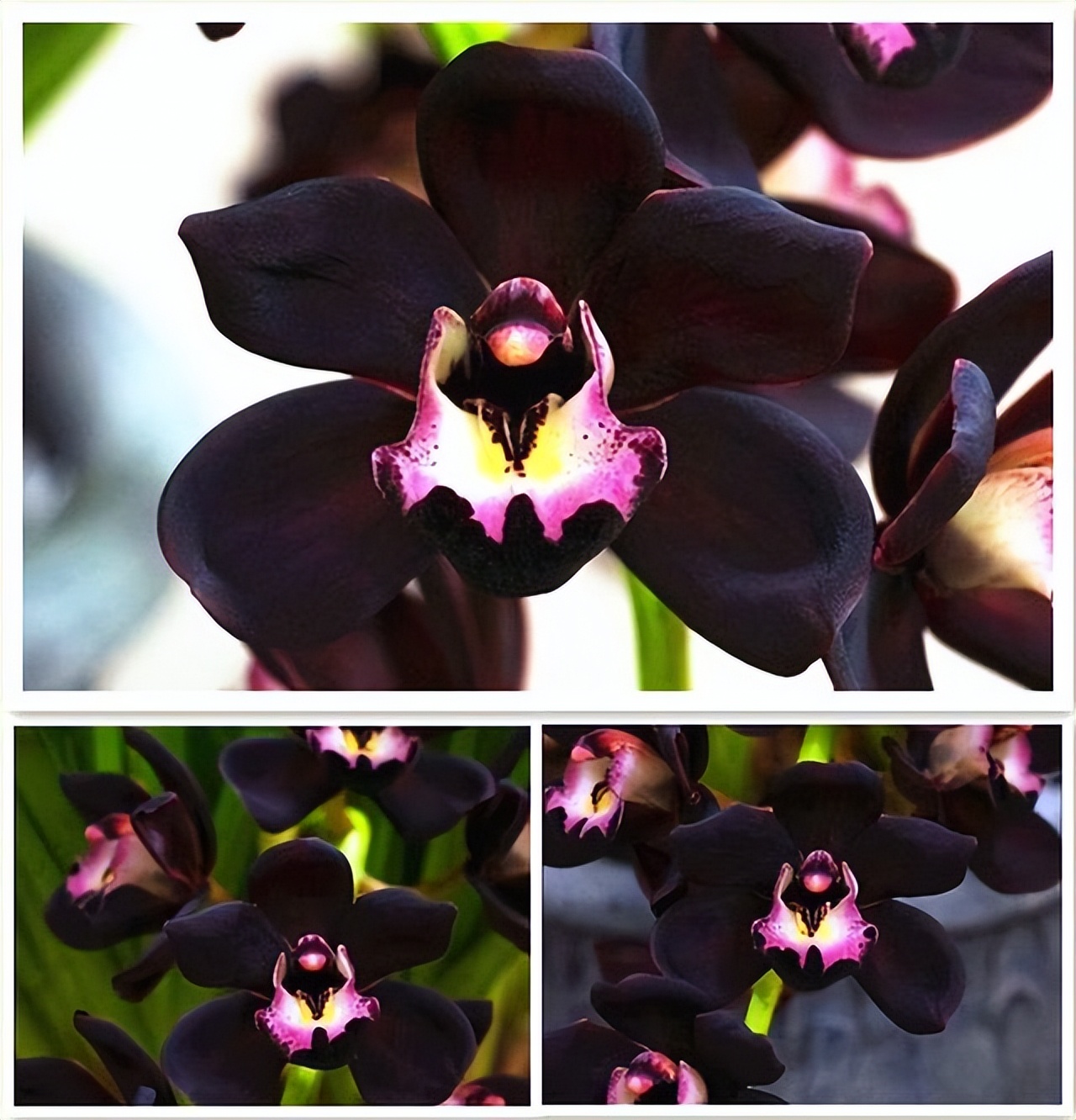 Orchid Cymbidium Faberi Seeds  Flowers Purple Home Garden Decor 100 Pcs 