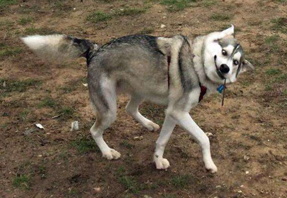 最“忠心”的狗和最“白眼狼”的狗，你养过哪种？