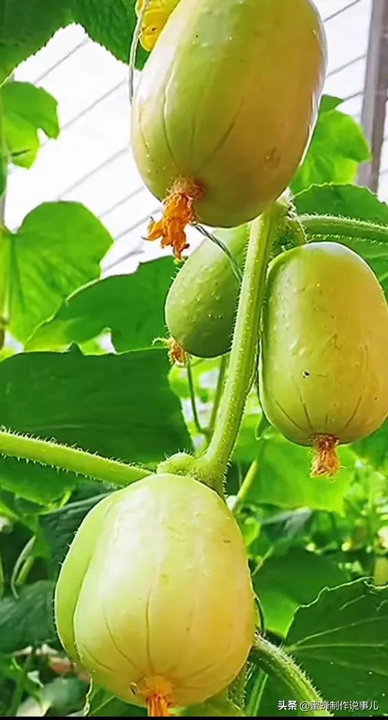 各种瓜果蔬菜成熟了,硕果累累挂满了枝头,果香四溢,五彩缤纷,五颜六色