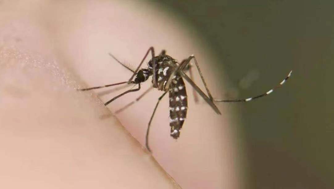 比普通蚊子更毒的花蚊子，来到中国不到50年，为何能“称霸蚊界”