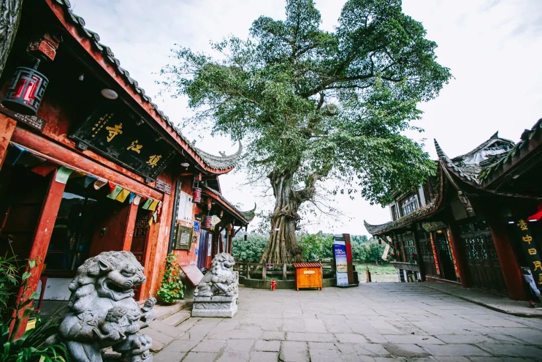 黄龙溪轶事｜诸葛种树护千年，黄龙溪畔暖人间