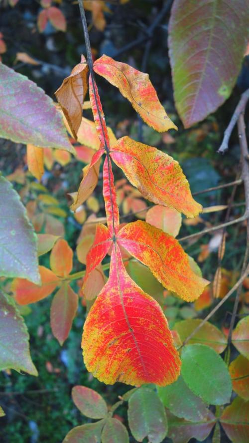 很多人不知道,盐肤木原来有这么多价值,涨知识了