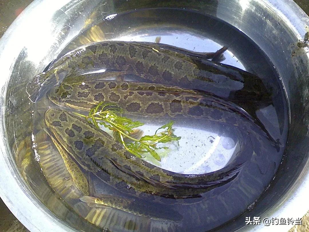 特别是钓鱼人更是认识它,一直被认为是钓鱼人的遮羞布