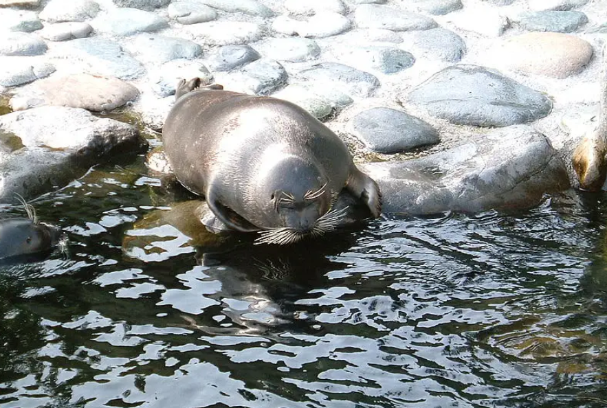 Ӷǵˮຣ2000๫Ϊš