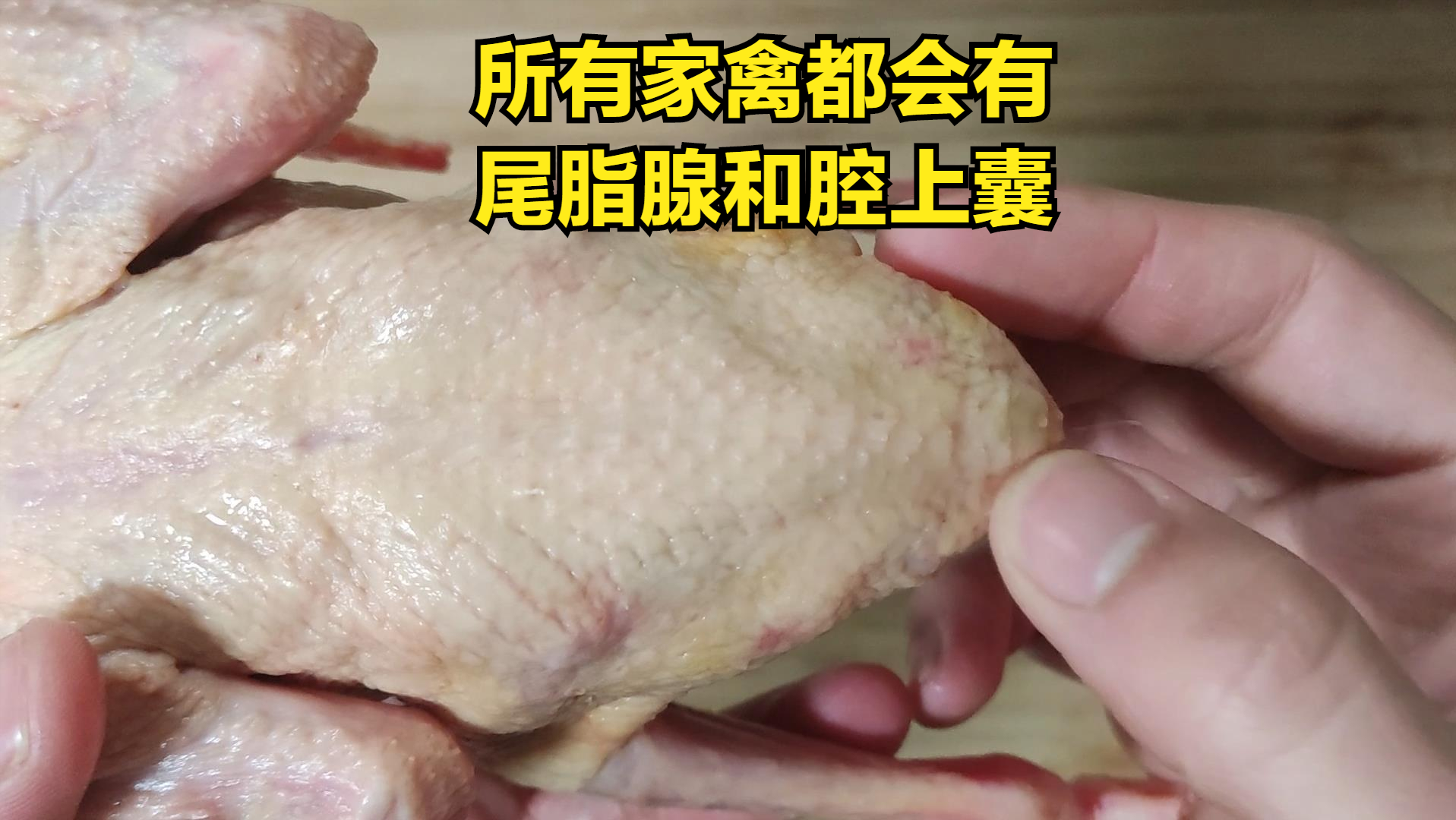 鴿子湯做法,鴿子湯做法視頻