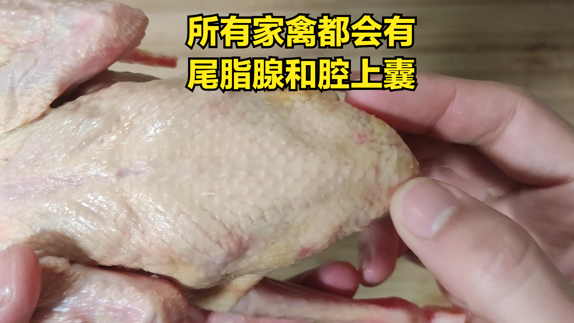 鸽子汤做法,鸽子汤做法视频