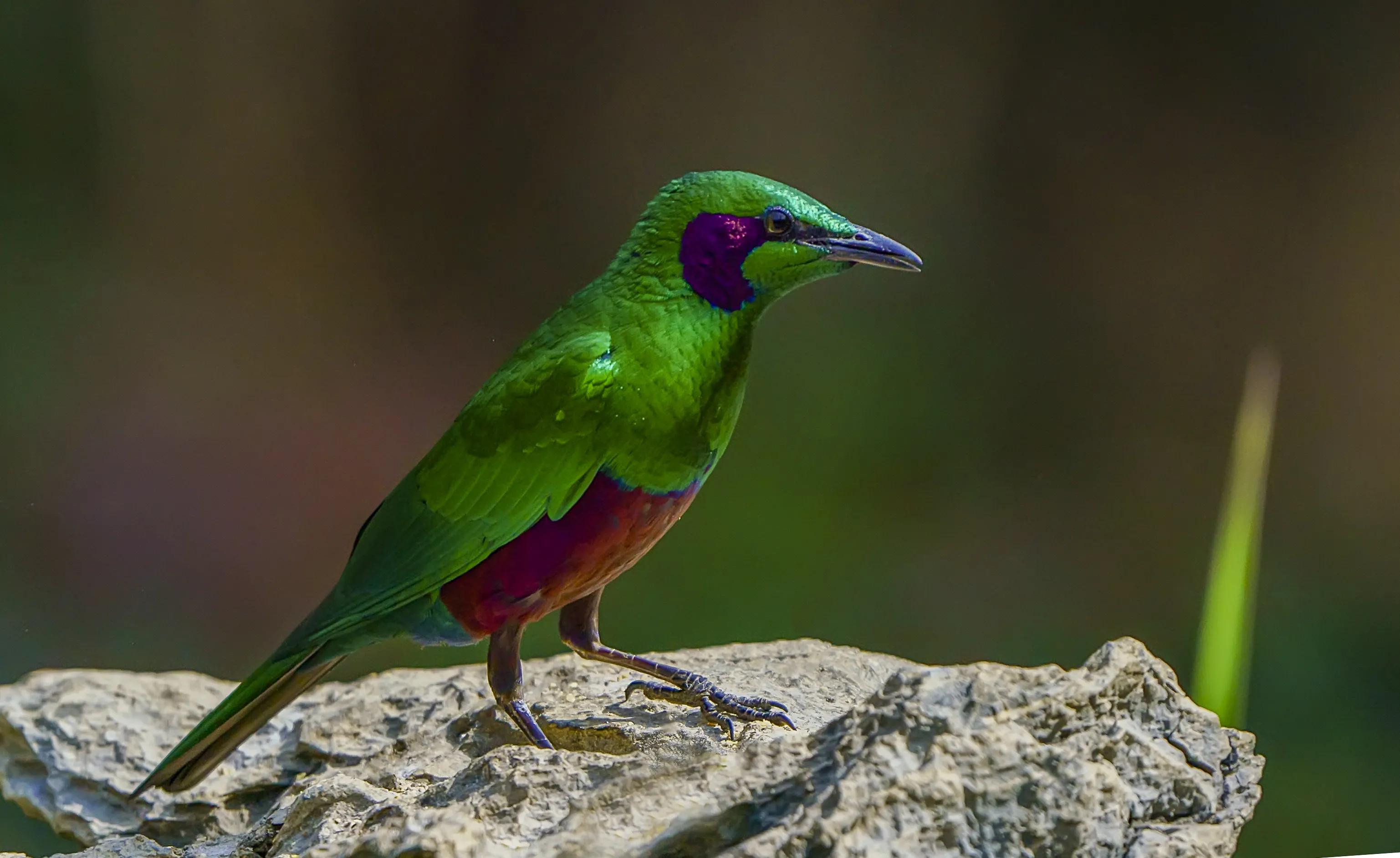 东江揽胜:鸟类观察手册(27)——雀形目之椋鸟科