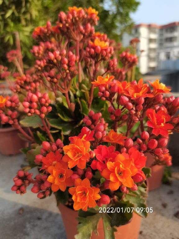 什么绿植不需要阳光室内最好养（适合懒人养的10种花）