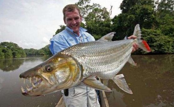 歌利亞虎魚連鱷魚都懼怕的魚