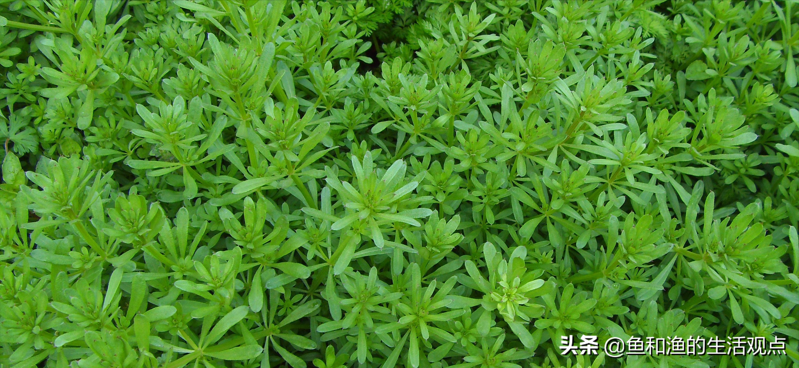 踏春必备"百草图",我能认识前10种,你能认识几种?